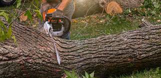 Best Tree Health Inspection  in Bainbridge Island, WA