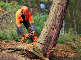 Best Tree Disease Treatment  in Bainbridge Island, WA